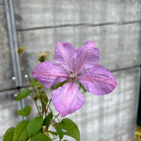 Clematis 'Margaret Hunt' Pot 2 Liter