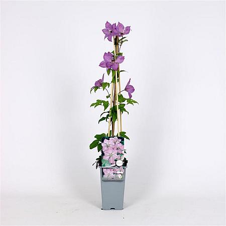 Clematis 'Margaret Hunt' Pot 2 Liter
