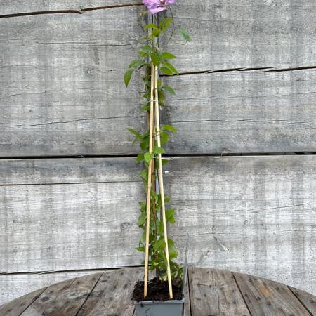Clematis 'Margaret Hunt' Pot 2 Liter