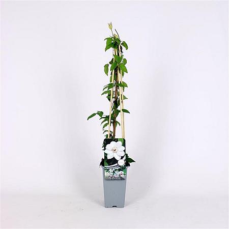 Clematis 'Miss Bateman' Pot 2 Liter