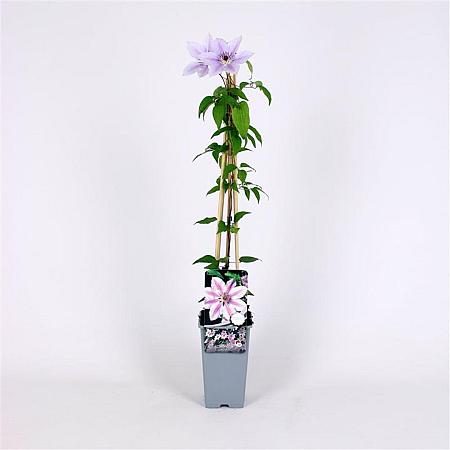Clematis 'Nelly Moser' Pot 2 Liter