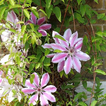 Clematis 'Nelly Moser' Pot 2 Liter