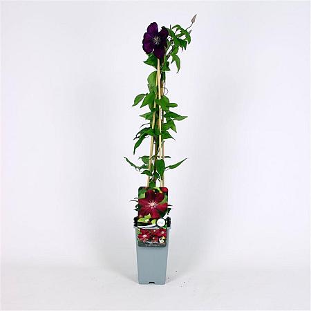 Clematis 'Rouge Cardinal' Pot 2 Liter