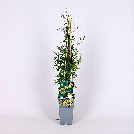 Clematis tangutica Pot 2 Liter