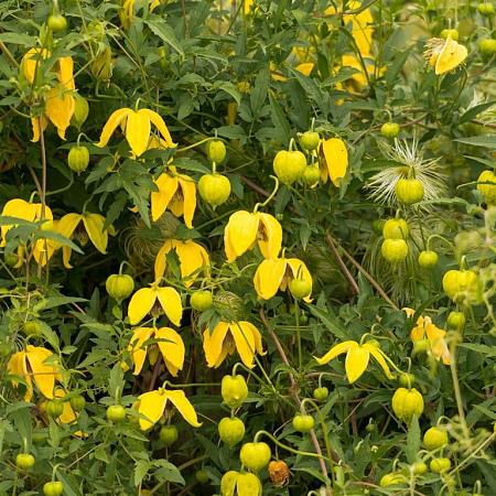Clematis tangutica Pot 2 Liter
