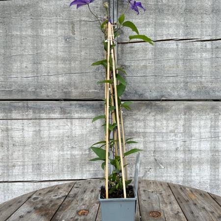 Clematis 'The President' Pot 2 Liter