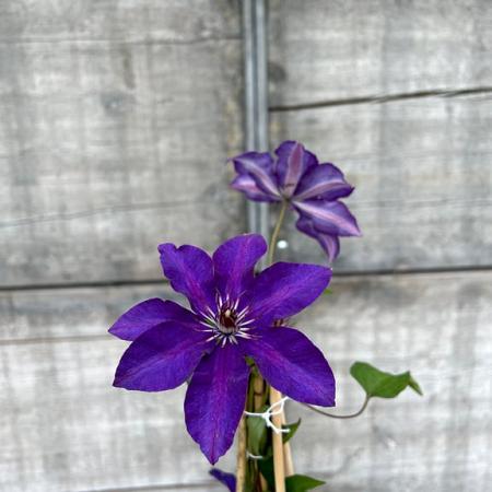 Clematis 'The President' Pot 2 Liter