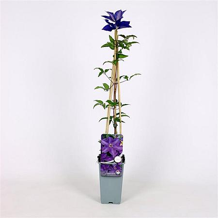 Clematis 'The President' Pot 2 Liter