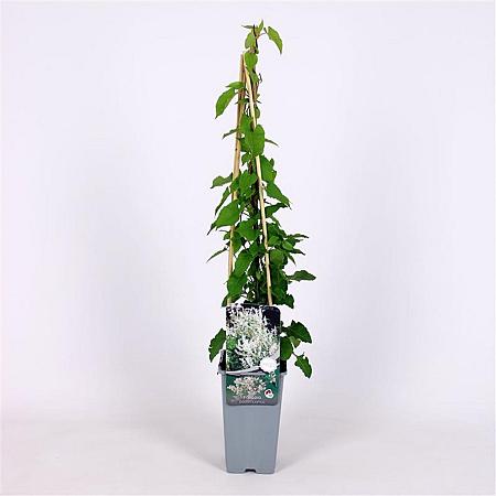 Fallopia baldschuanica Pot 2 Liter