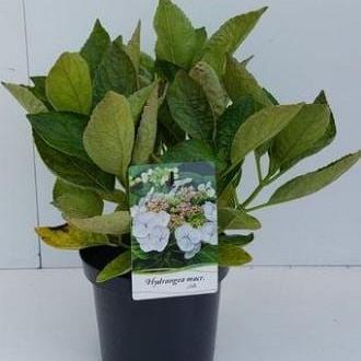Hydrangea m. 'Libelle' Pot 2 Liter