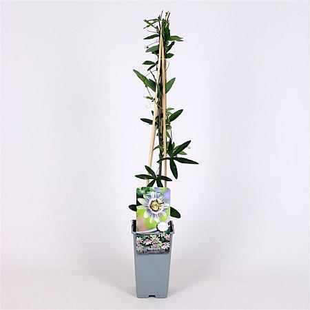 Passiflora caerulea Pot 2 Liter