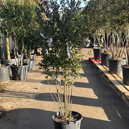 Quercus ilex Pot 35 liter 125 - 150 cm Meerstammig