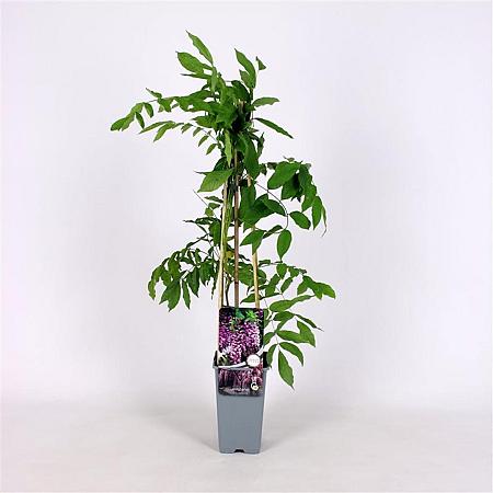 Wisteria floribunda 'Rosea' Pot 2 Liter
