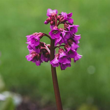 Bergenia cordifolia 'Eroica' Pot 9 cm