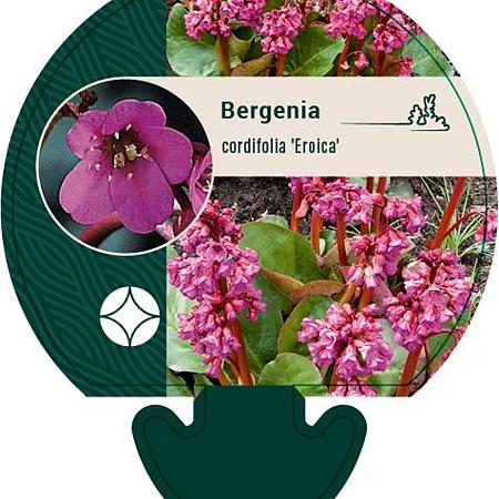 Bergenia cordifolia 'Eroica' Pot 9 cm