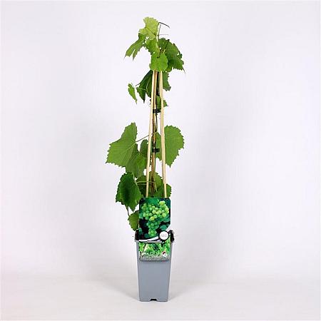 Vitis 'Vroege van der Laan' Pot 2 Liter