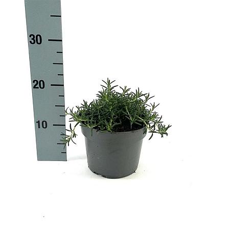 Rosmarinus off. 'Prostratus' Pot 2 Liter