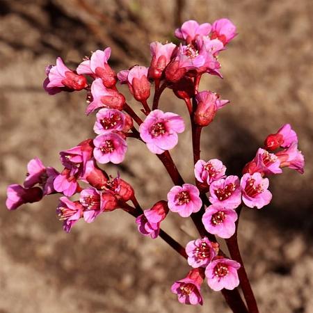 Bergenia 'Eden's Dark Margin' Pot 9 cm
