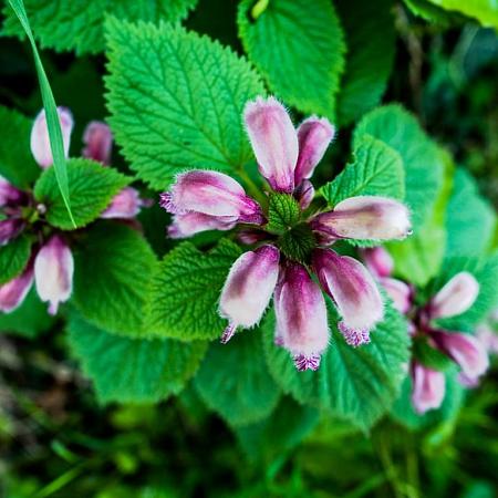 Lamium orvala Pot 9 cm