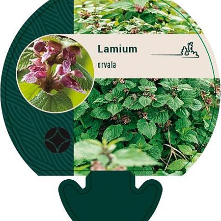 Lamium orvala Pot 9 cm