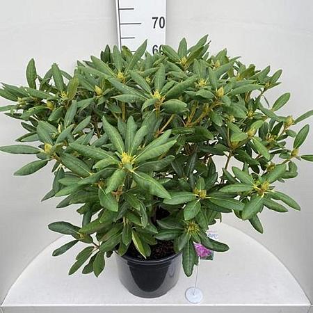 Rhododendron 'Roseum Elegans' Pot 20 Liter 60 - 80 cm