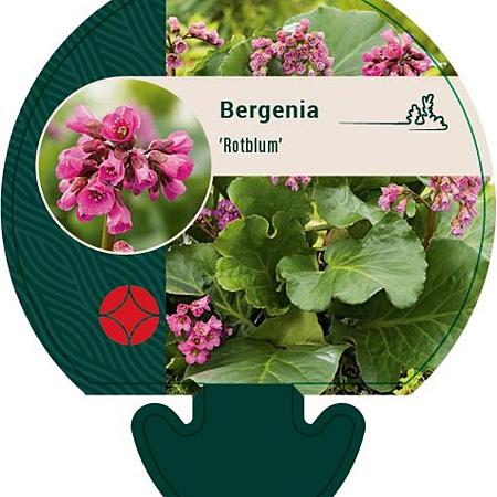 Bergenia 'Rotblum' Pot 9 cm