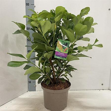 Prunus l. Etna Pot 5 Liter 50 - 60 cm