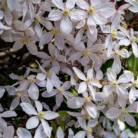 Clematis mont. 'Pink Perfection'  Pot 2 Liter