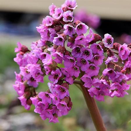 Bergenia 'Vinterglöd' Pot 9 cm