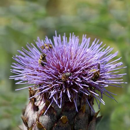 Cynara scolymus 'Cardy' Pot 9 cm