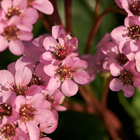 Bergenia 'Wintermärchen' Pot 9 cm