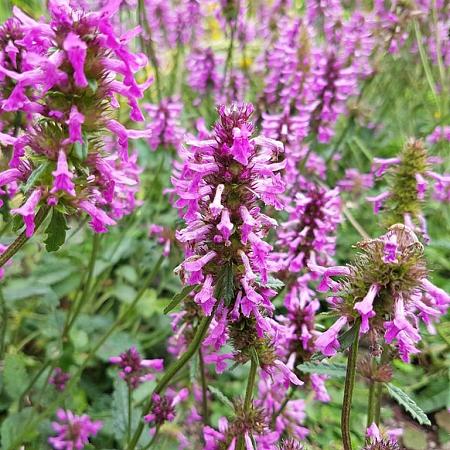 Betonica officinalis Pot 9 cm