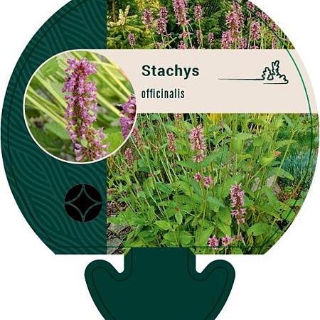 Betonica officinalis Pot 9 cm