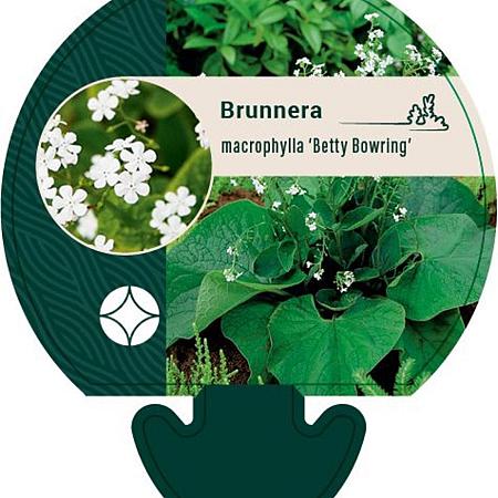 Brunnera macr. 'Betty Bowring' Pot 9 cm