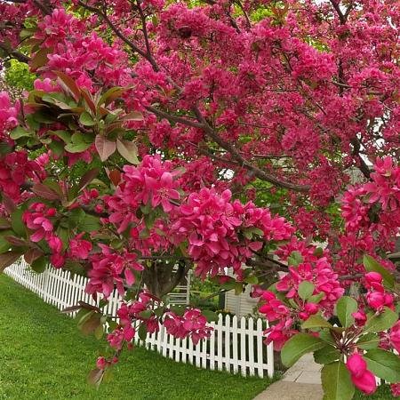 Malus 'Royal Beauty' Pot 18 liter Stam 120 cm