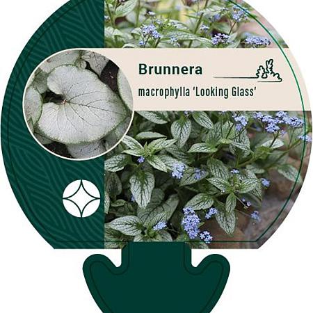Brunnera macr. 'Looking Glass' Pot 9 cm