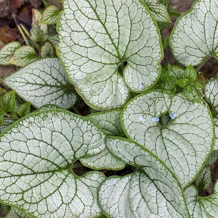 Brunnera macr. 'Looking Glass' Pot 9 cm