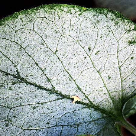 Brunnera macr. 'Silver Heart' Pot 9 cm