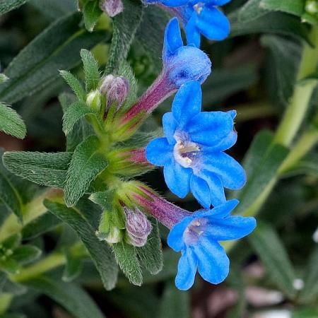 Buglossoides purpurocaerulea Pot 9 cm