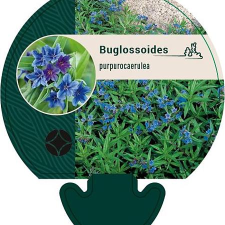 Buglossoides purpurocaerulea Pot 9 cm
