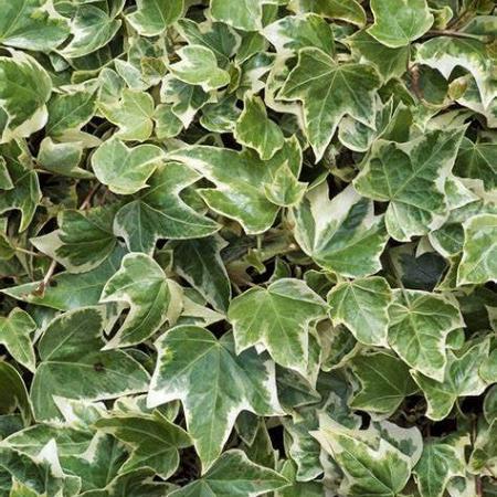 Hedera hel. 'Eva' Pot 2 Liter