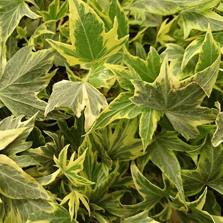 Hedera hel. 'Yellow Ripple' Pot 2 Liter