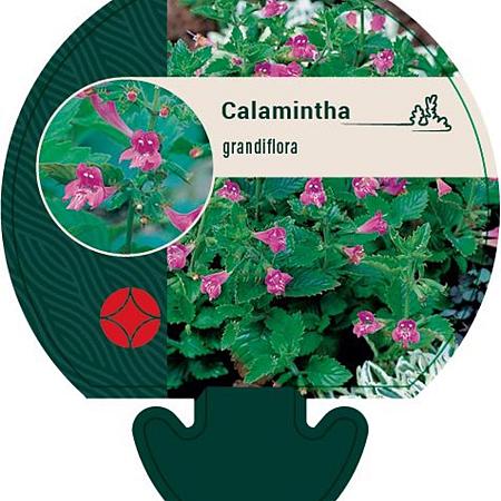 Calamintha grandiflora Pot 9 cm