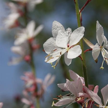 Gaura l. 'Whirling Butterflies' Pot 2 Liter