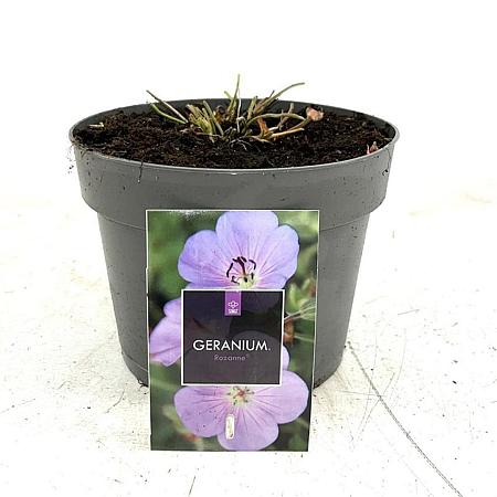 Geranium Rozanne Pot 2 Liter