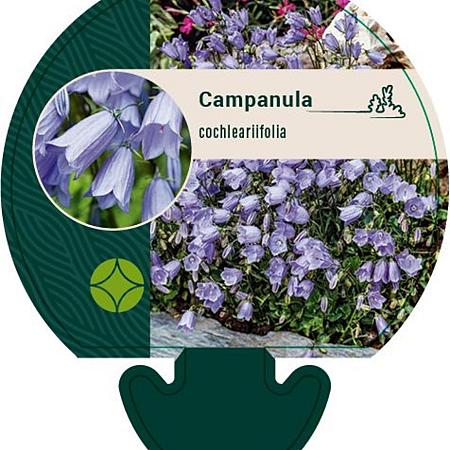 Campanula cochleariifolia Pot 9 cm