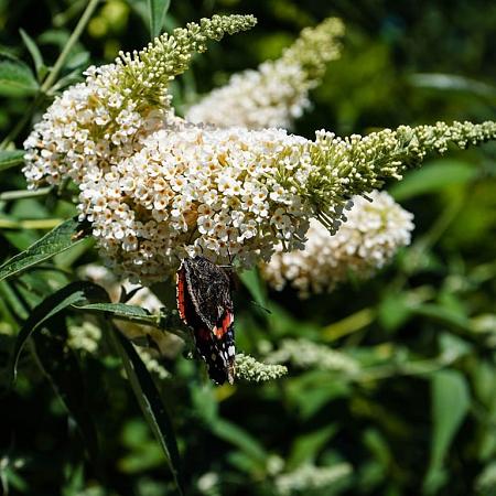 Buddleja White Chip Pot 3 Liter 