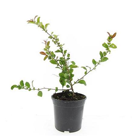 Chaenomeles sup. 'Jet Trail' Pot 1,5 liter