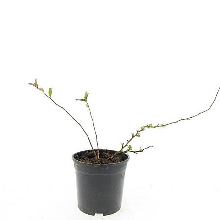 Chaenomeles sup. 'Jet Trail' Pot 1,5 liter
