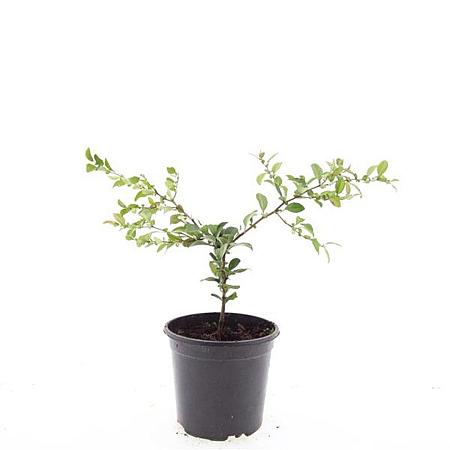 Chaenomeles sup. 'Jet Trail' Pot 1,5 liter